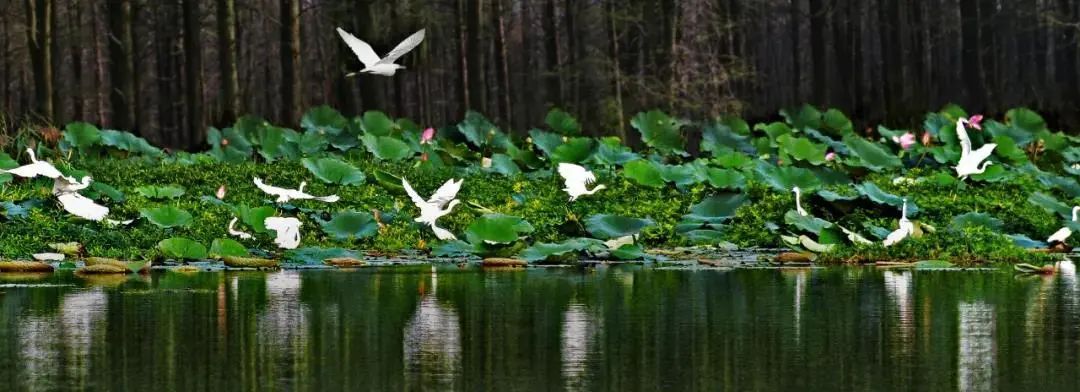 浓情端午|泰州三日游线路送上,水韵休闲风走起