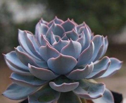 蓝石莲怎么栽,蓝石莲容易爆盆吗