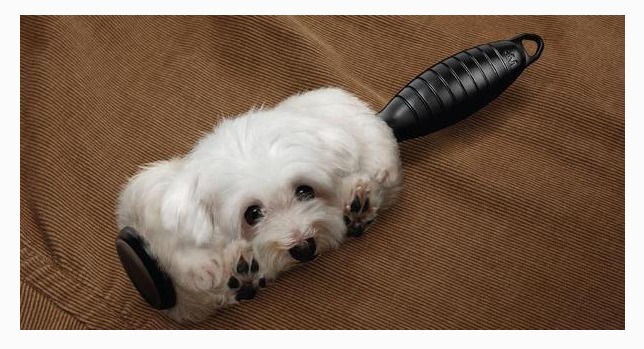 养猫怎么官宣,官宣养猫