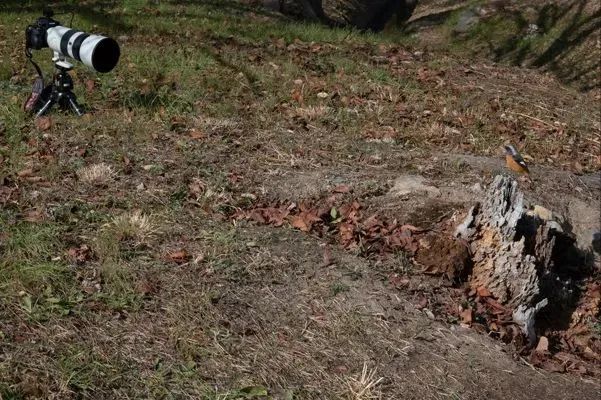 野外拍鸟用什么器材,拍鸟器材最佳配置