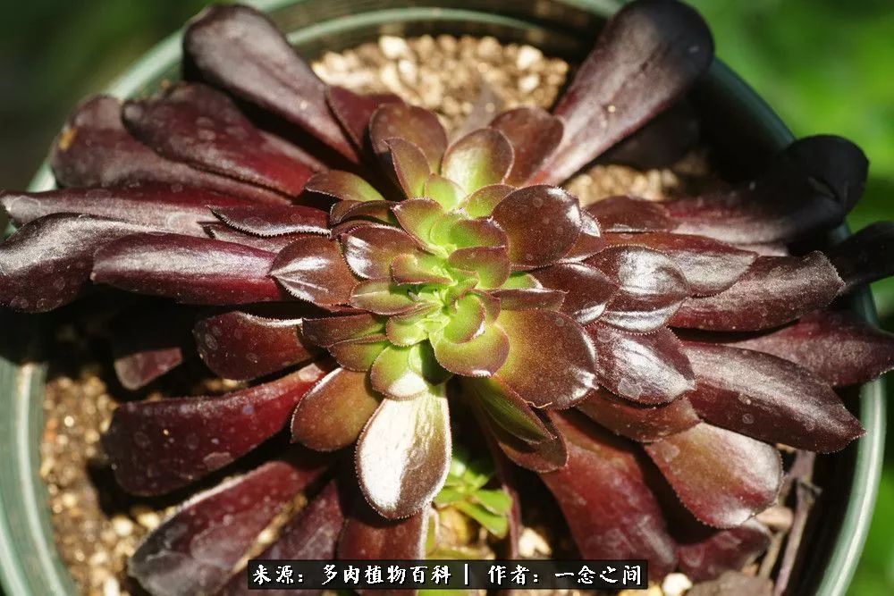 多肉牛群里的“七福神”（下）：男神篇！