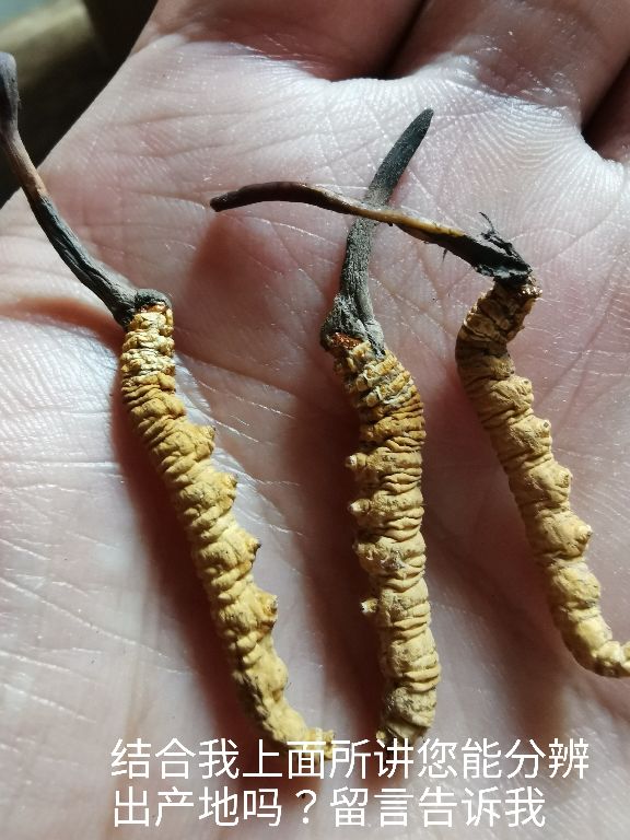 冬虫夏草的产地在我国什么地方,不同产地的冬虫夏草都有什么区别