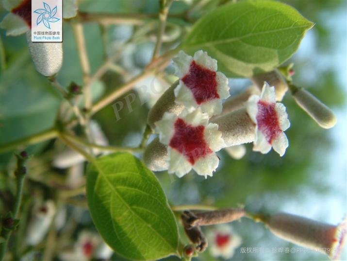臭黄荆植物,臭鸡屎藤学名