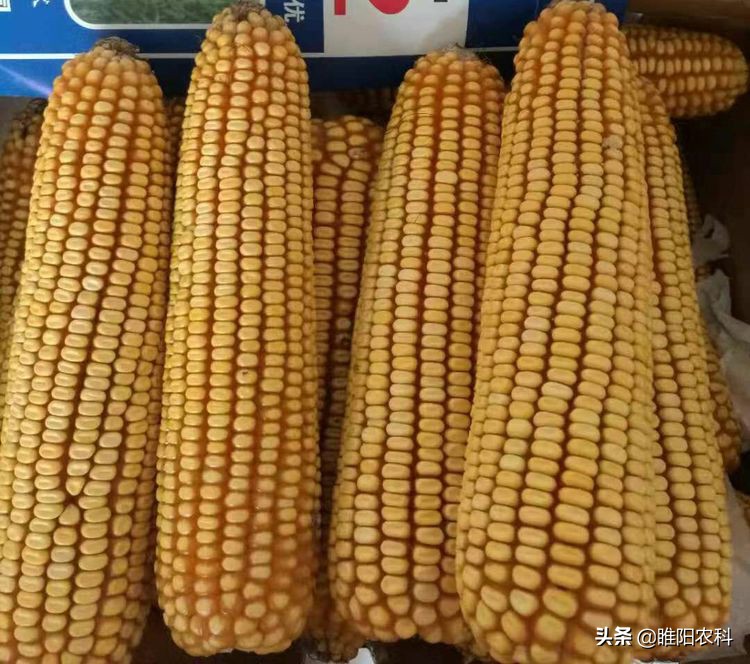 综合抗性强的玉米新品种,极耐旱玉米新品种