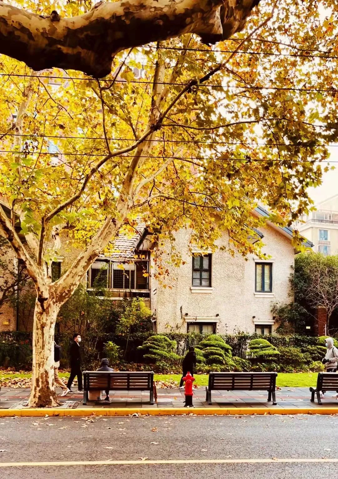 深秋回暖，安排！沪上各区的深秋美景，你准备好打卡了吗？