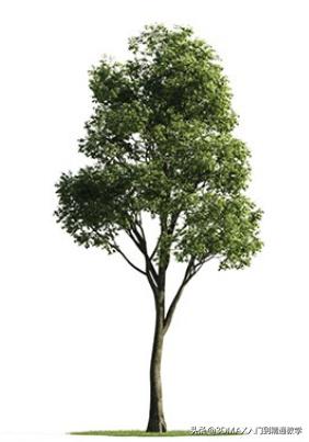 3dmax树木模型在哪里,3dmax植物树