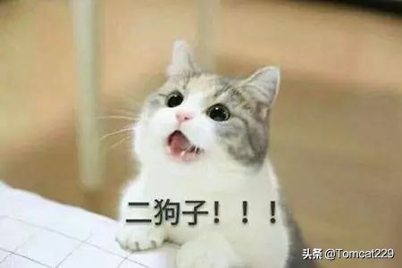 古代是如何给猫咪取名字的,古人给猫取名字