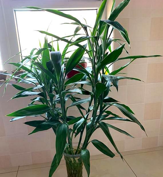 养富贵竹最正确方法,怎么样才能让富贵竹养活