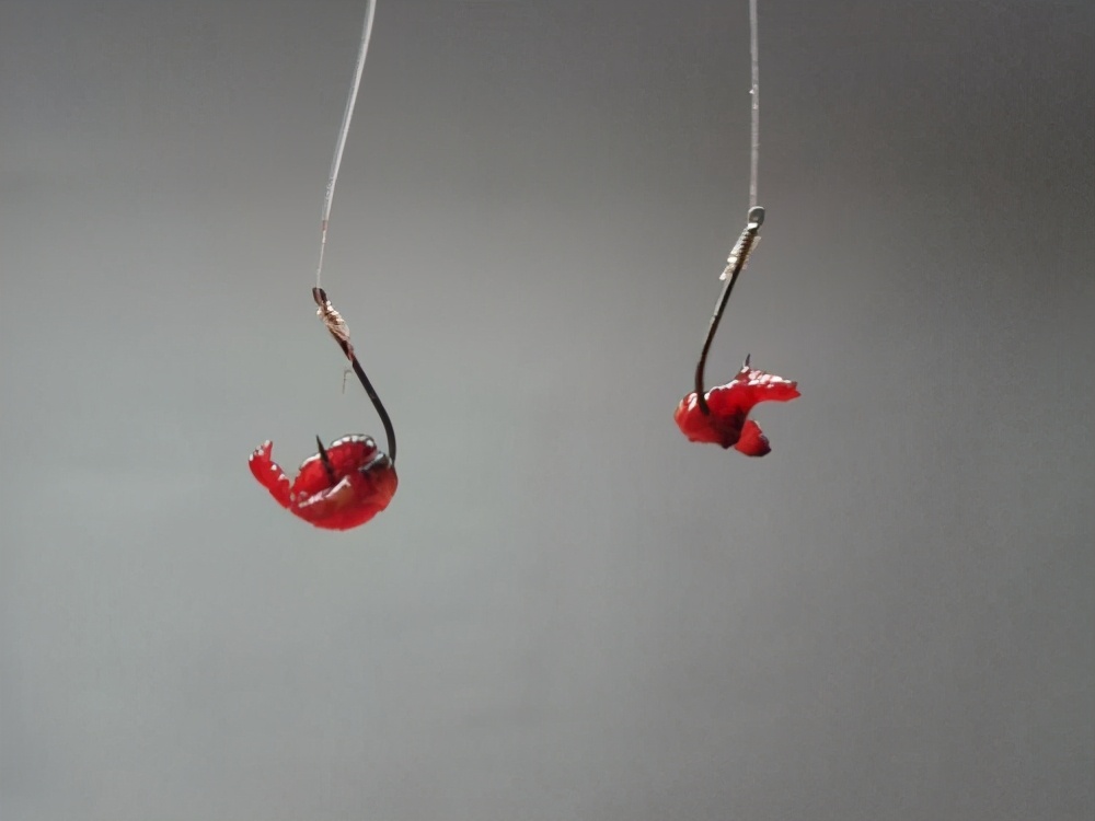 钓鱼王红虫饵料开饵教程,冬天钓红虫饵料配方