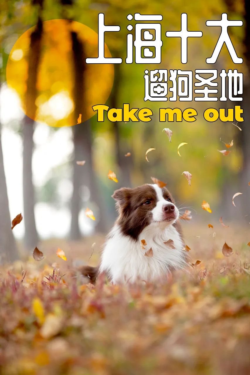 2022年上海遛狗圣地,2021上海遛狗圣地