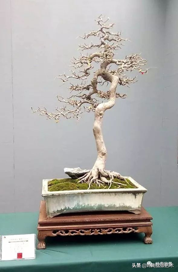 室内十大盆景名贵树种排名,十大盆景名贵树种排名火棘