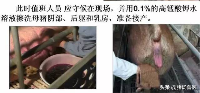 母猪产崽前不老实几个小时,母猪产子慢是怎么回事