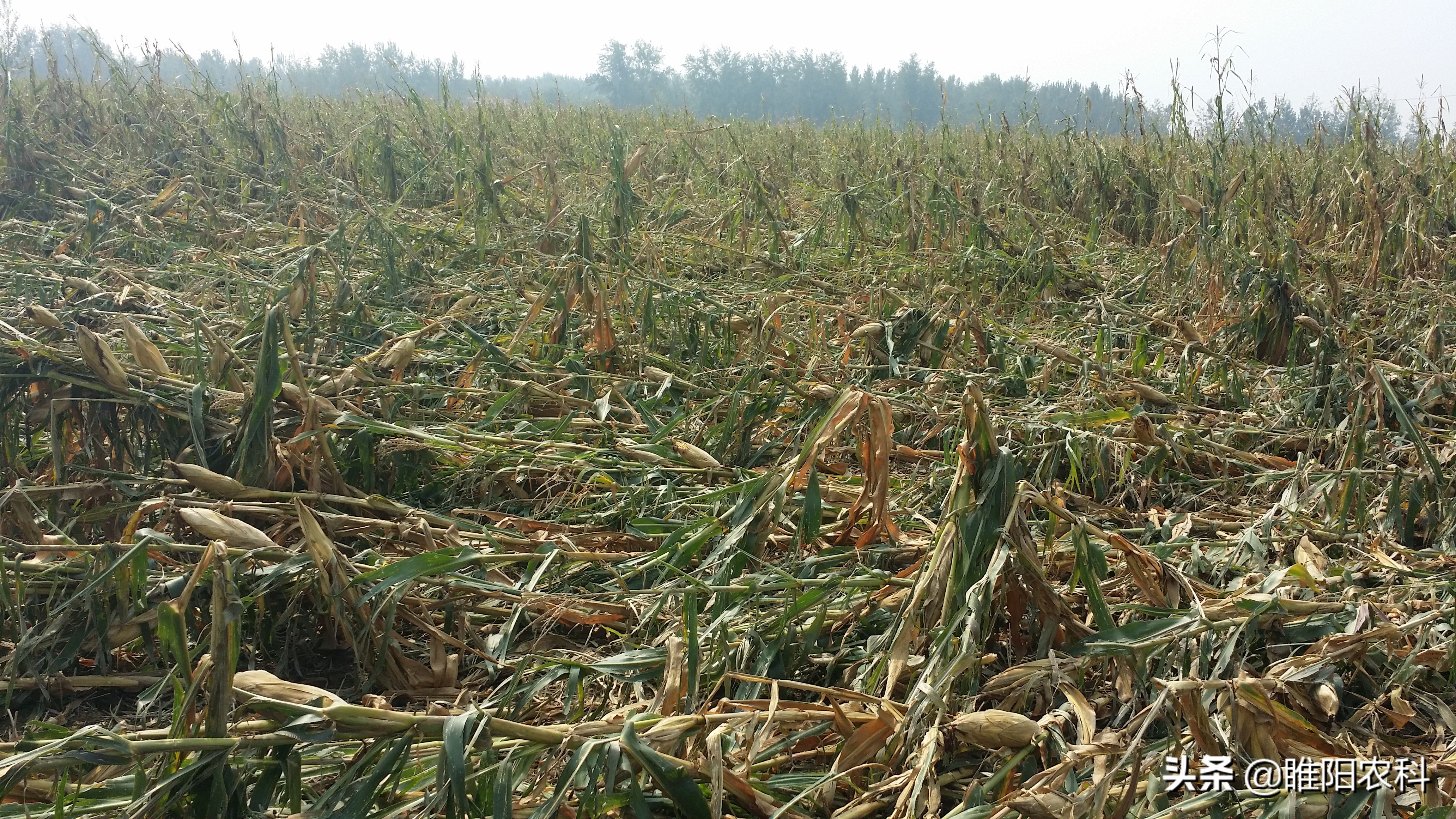 果树控旺不控果的药排名,控旺效果最好的药物农药