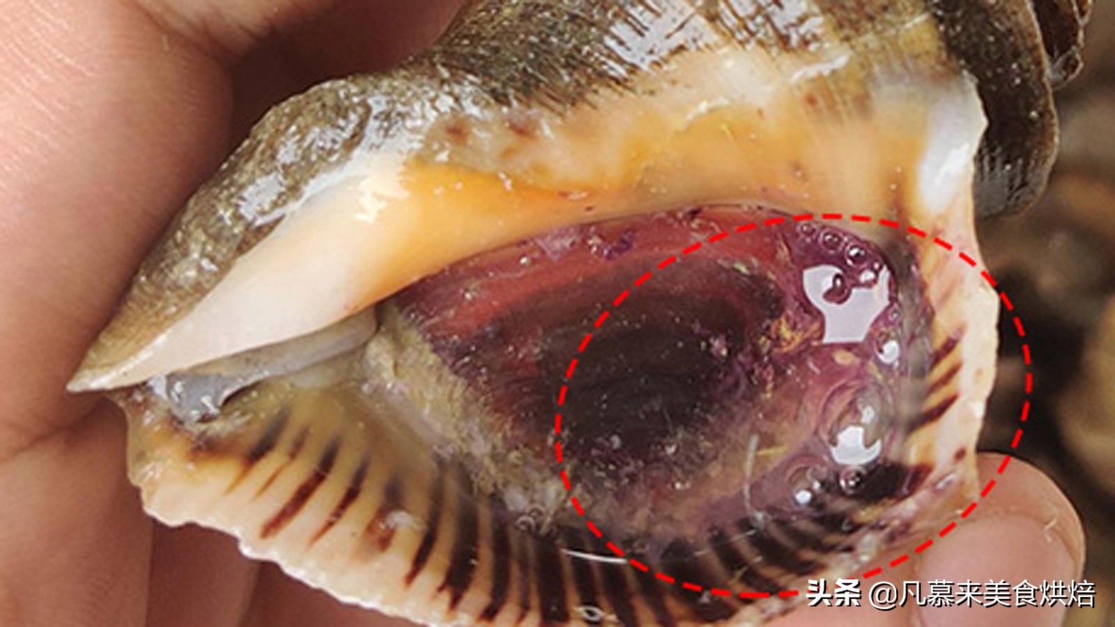 大海螺的正确吃法,最大的大海螺的正确吃法