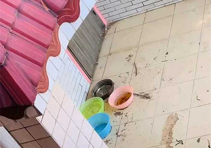 武汉阿拉斯加走失,阿拉斯加在楼顶回去了吗