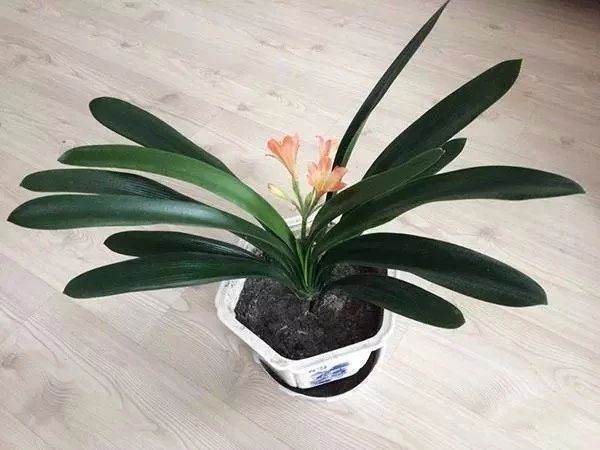 君子兰叶子有亮泽,君子兰最好的盆栽方法