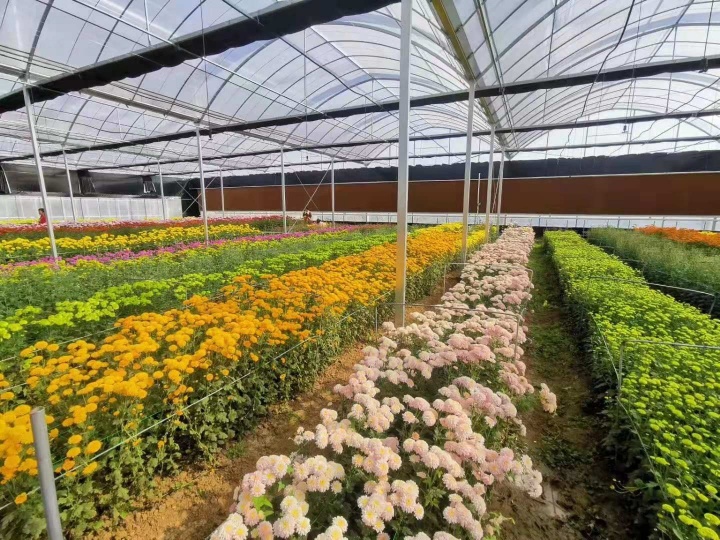 首届菊花节开幕,第三届泗阳菊花文化节