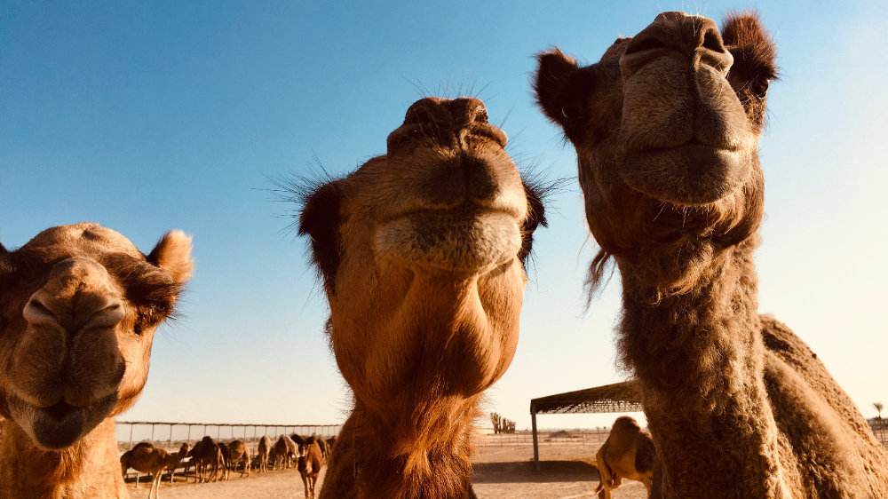 迪拜必买清单，这些都比国内划算