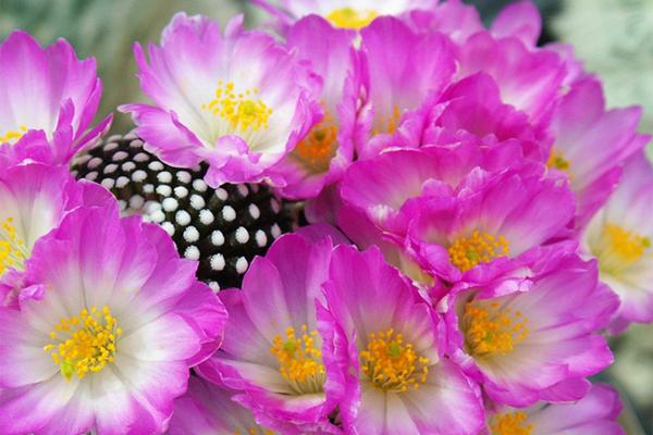 仙人掌开花有多美,仙人掌花开好娇艳