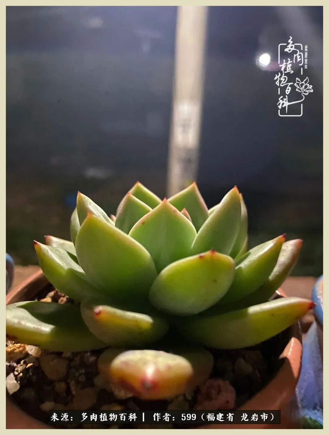 生活需要努力也需要花草,所有的热爱都需要不遗余力图片