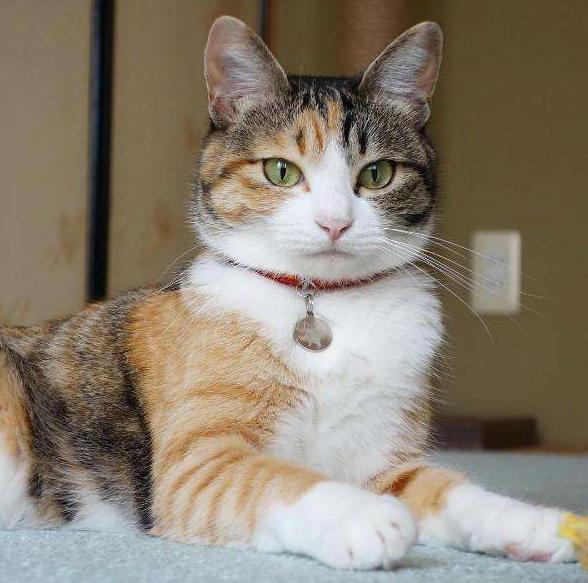 宠物猫有哪些品种比较好养,什么品种的宠物猫比较好养又好看