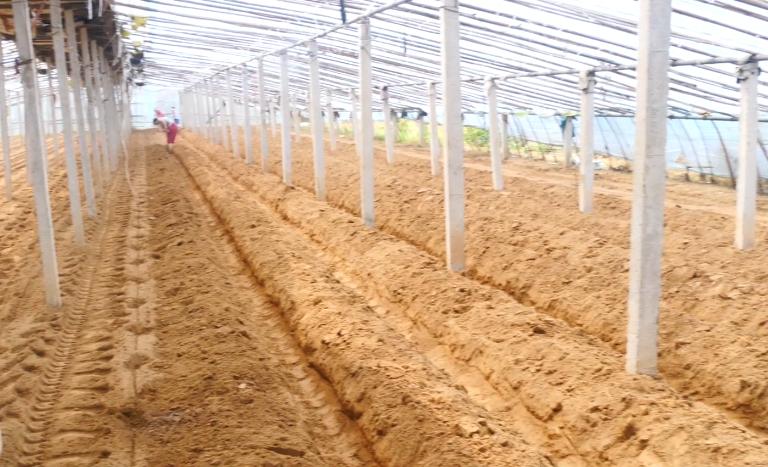 农家肥没少用，蔬菜产量还是低？农户的使用方法要正确