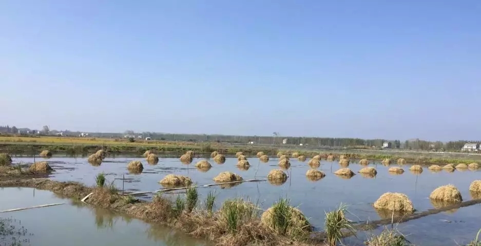 地里青苔的防治,青苔问题