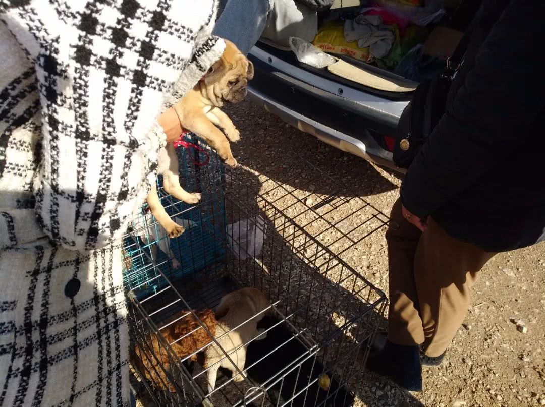 寿光巴哥犬哈巴狗幼犬出售,巴哥犬卖多少钱