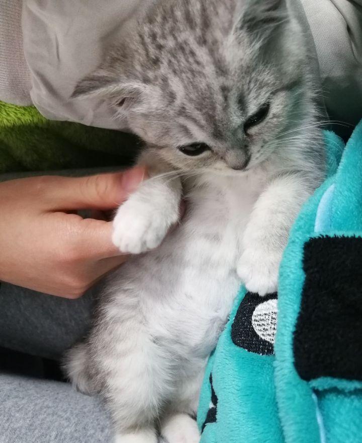 英短1200元靠谱吗,一千元的英短靠谱吗