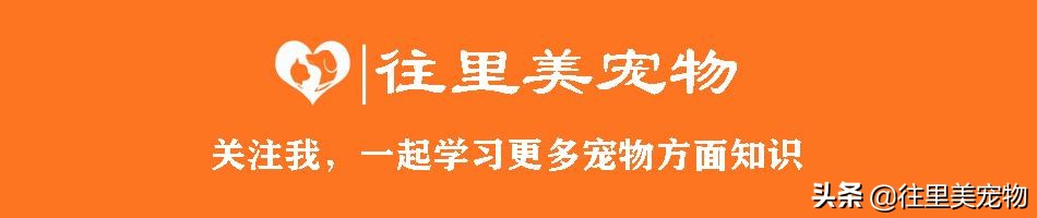 画眉鸟凶猛,画眉鸟搏斗声音