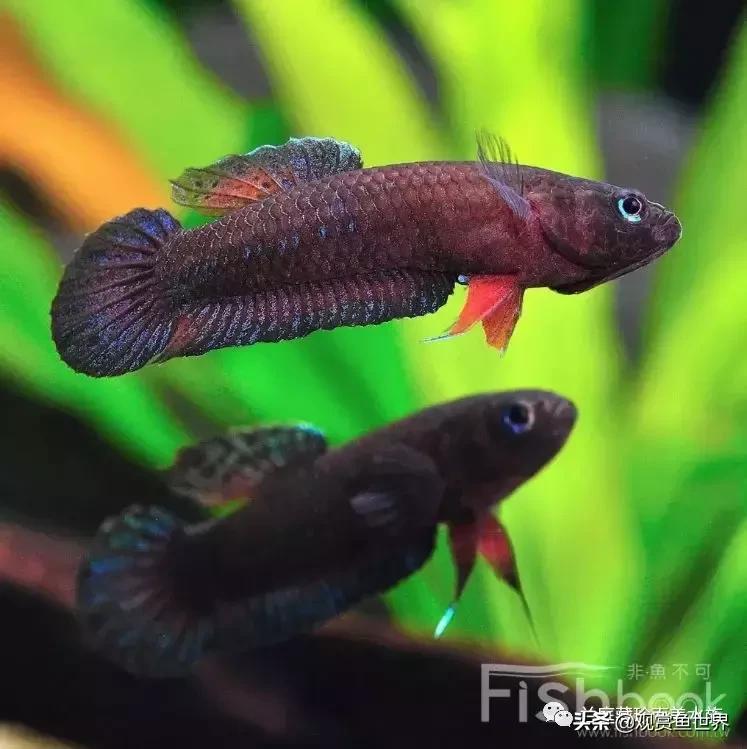 寻找黑暗世界的女神──帕斯风斗鱼