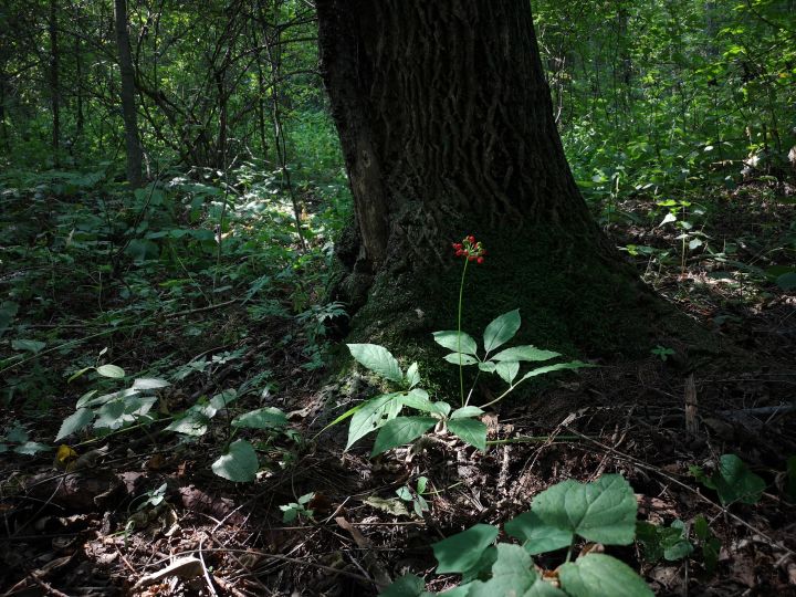 各类人参，从功效与性能上如何排名？