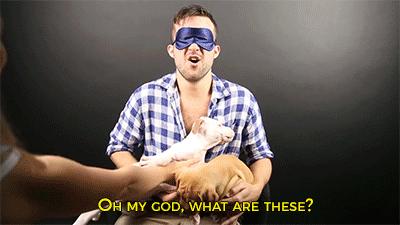 毛茸茸的小狗狗是不是很可爱呢,毛茸茸的狗很大个