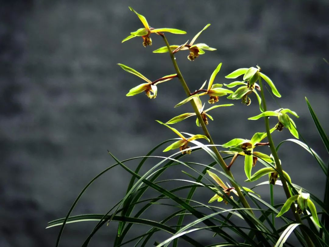兰花肥料兰花专用土,兰花施肥用什么肥料最好