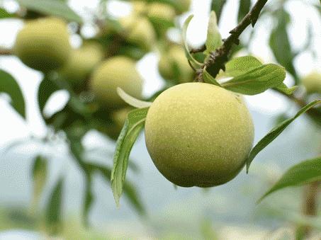 晚熟汶川青脆李,汶川青脆李几月份成熟