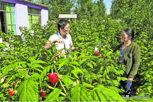 农村庭院经济发展思路,乡村小投资创业项目有哪些