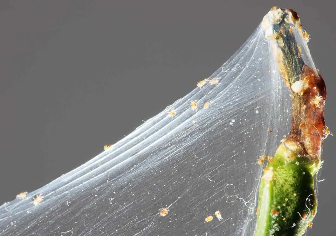 吊兰怎么防止抽穗,让吊兰长金边怎么养