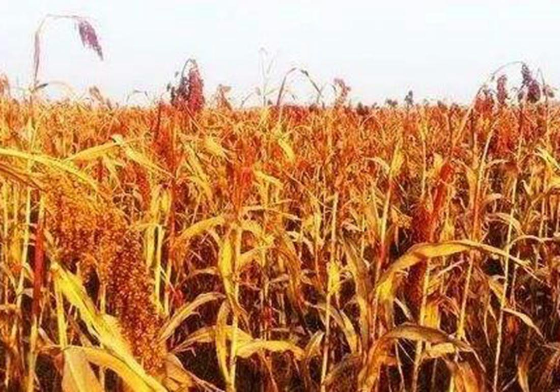 高粱的种植施肥,高粱种植技术和播种方法