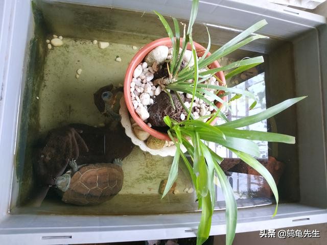 北方暖气房乌龟冬眠怎么养护,北方有暖气乌龟怎么养