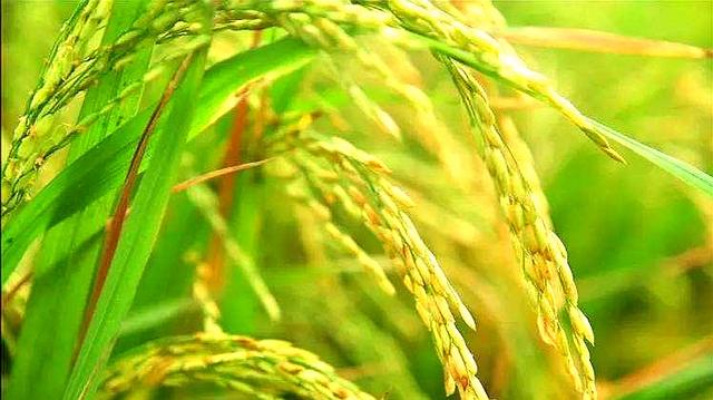 高效氟吡甲禾灵除草剂防治什么草,防治葎草的除草剂