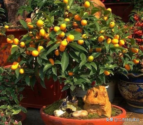 金桔树盆栽带果怎么养,盆栽金桔的养殖方法和注意事项