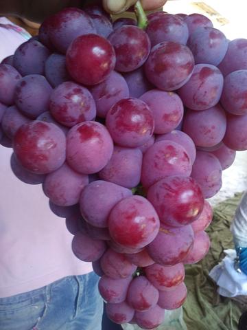 葡萄园里四季歌，春吐新芽、夏爬满架、秋收葡萄、冬埋雪下。