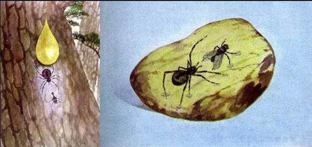 史无前例!一滴松脂让2只“交配”的苍蝇,4100万年后成围观对象