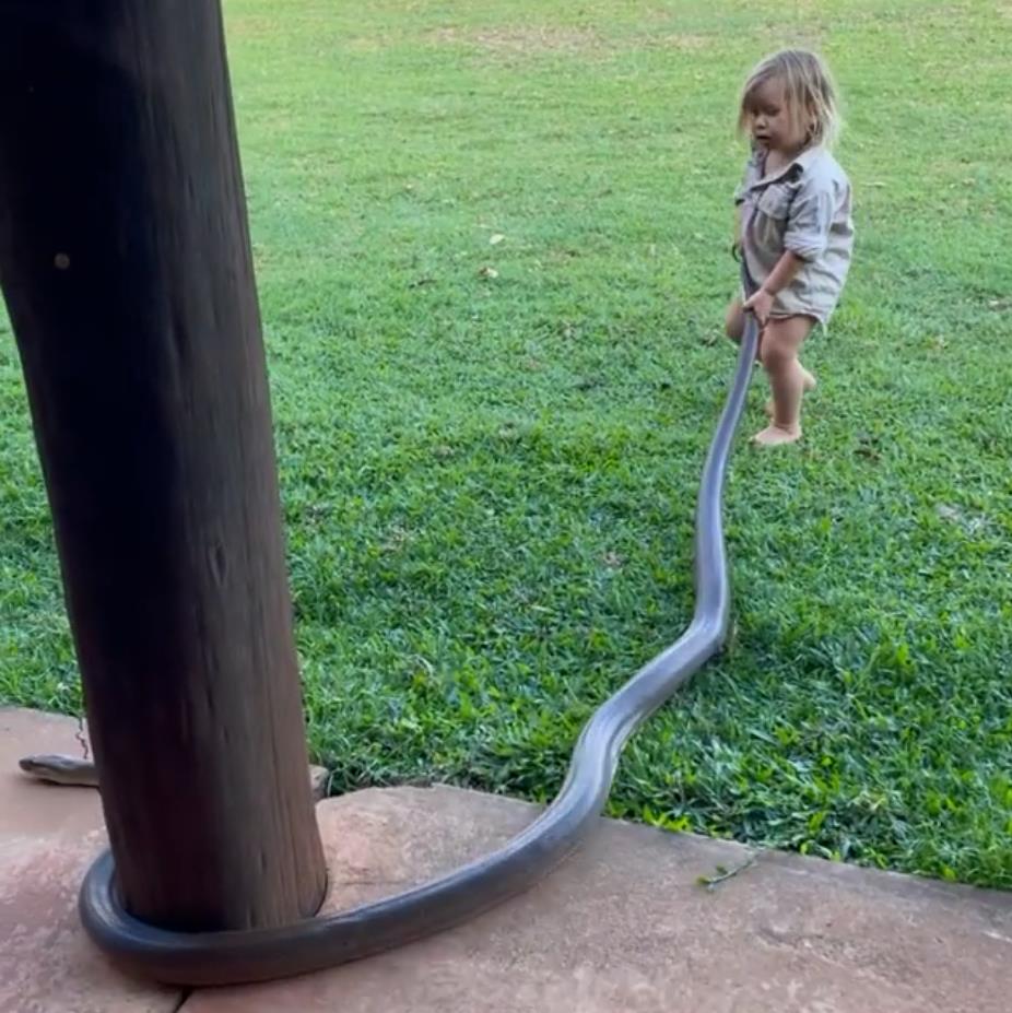 澳洲狂野早教:2岁娃单挑巨蟒,爸爸在一旁指点加油,这?