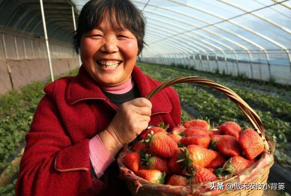 农作物苗期用哪个调节剂比较好,作物生长调节剂大全