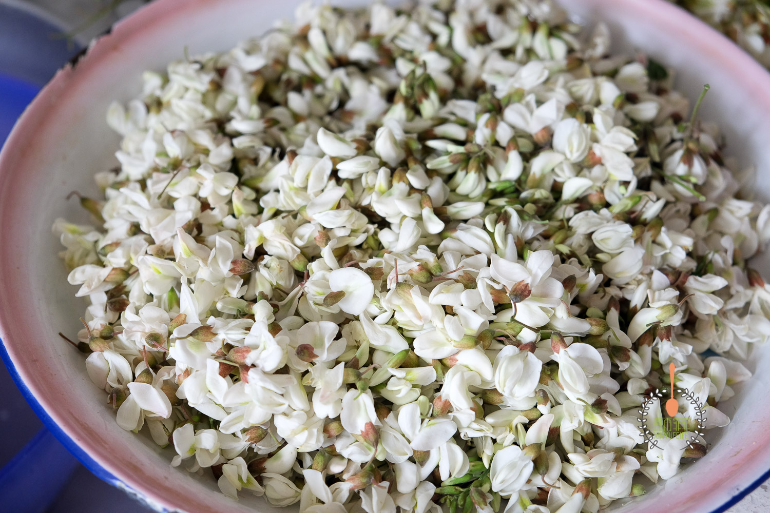 没有面粉又想吃蒸槐花的最佳吃法,蒸槐花不粘不坨有秘诀