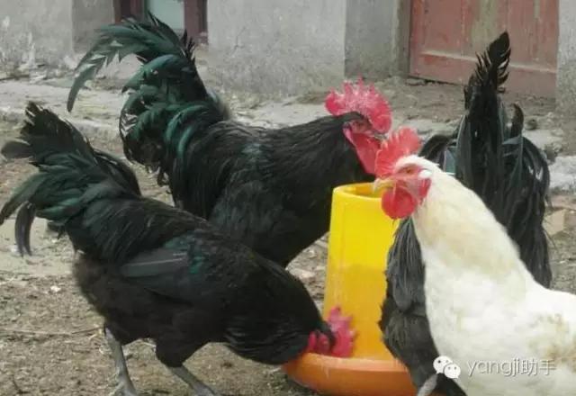 怎么样才能知道土鸡是什么样的,如何知道土鸡缺少什么营养