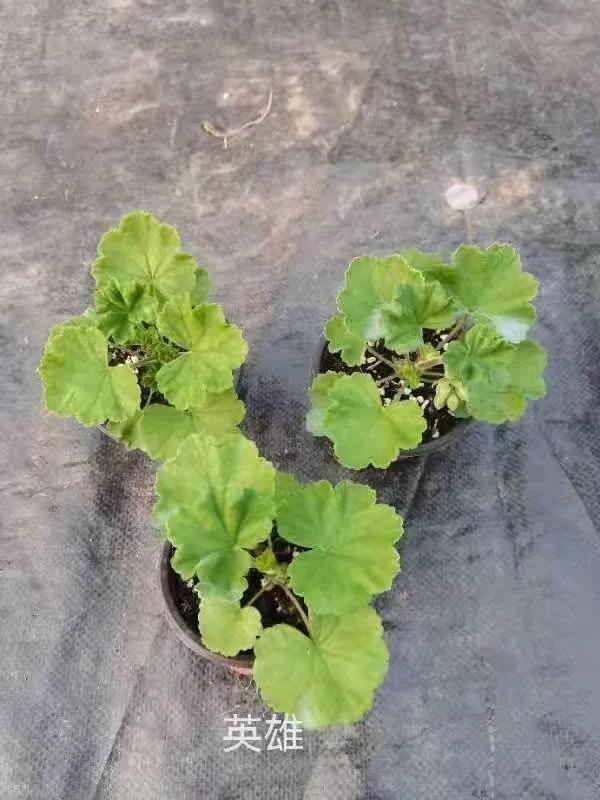 阳台天竺葵容易爆花品种,天竺葵最能开花的品种