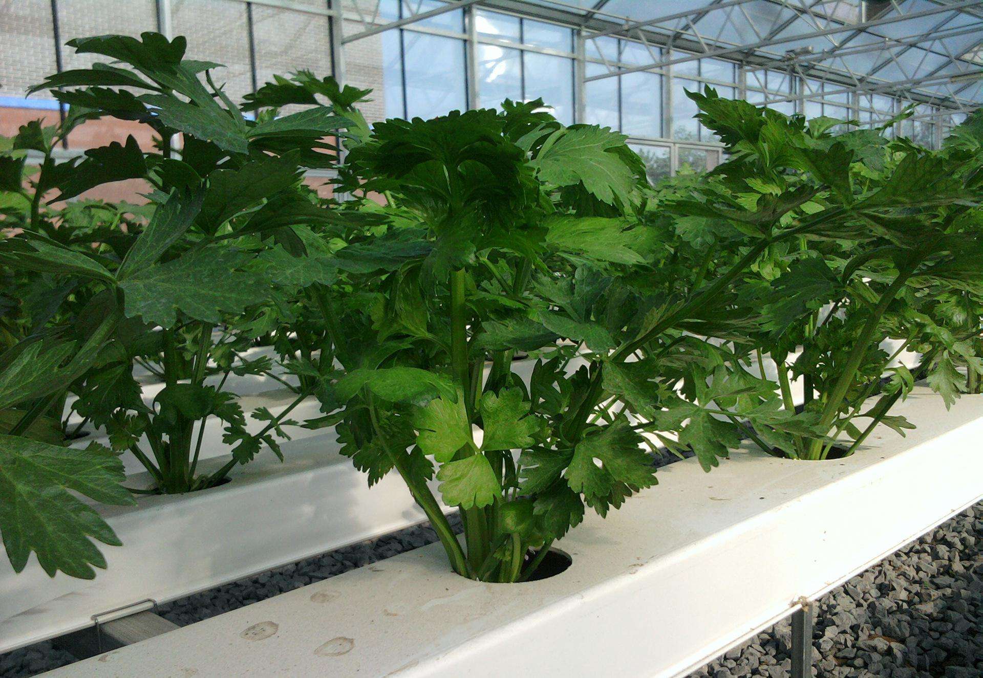 无土栽培用的营养液的成分,无土栽培营养液有什么