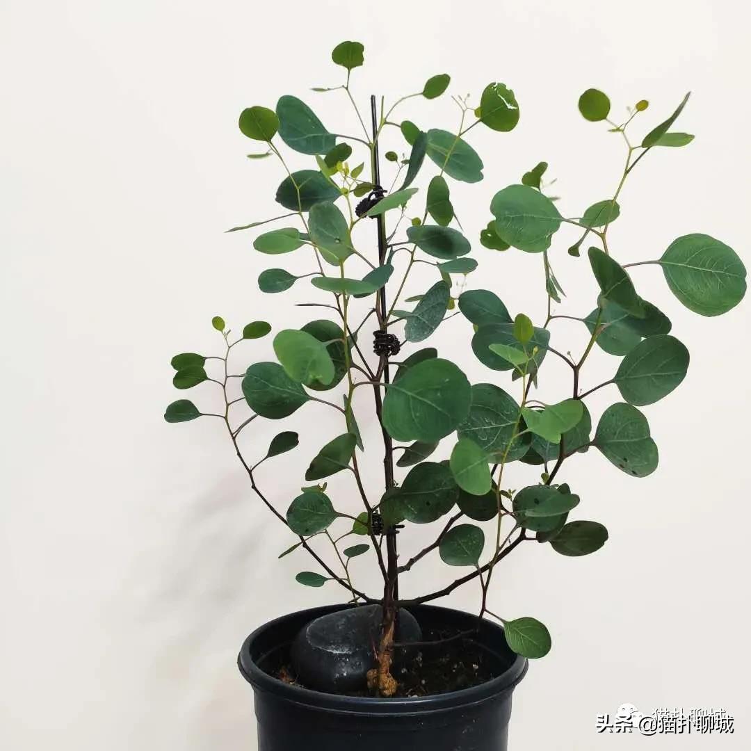 聊城最便宜的花卉批发,聊城附近的花卉市场